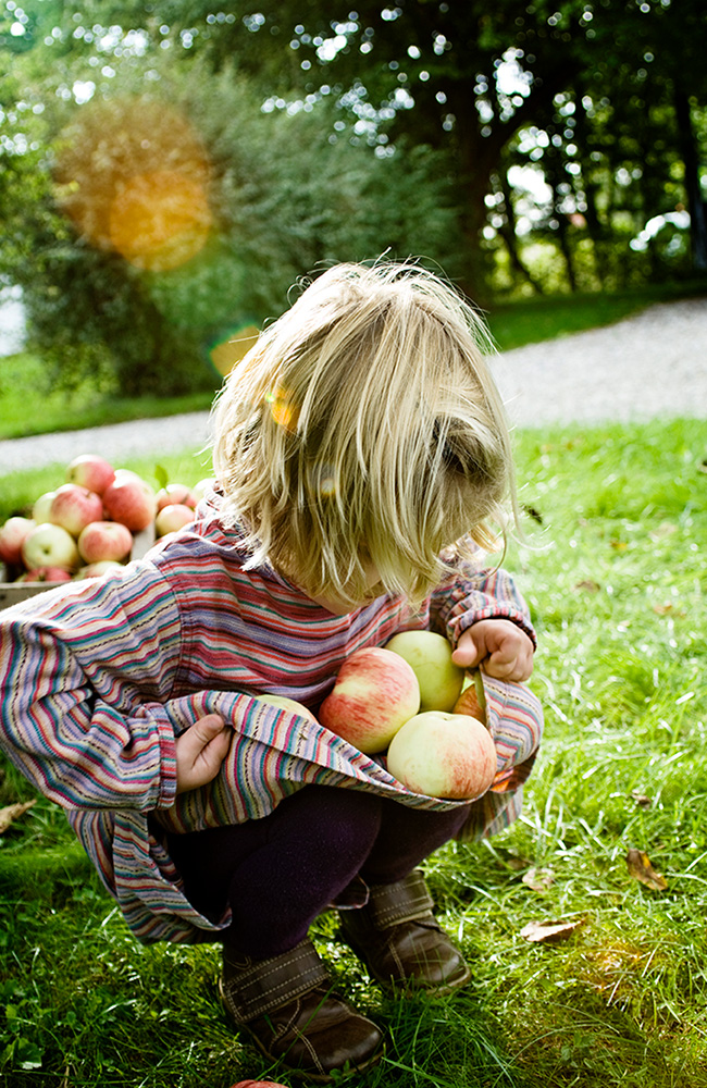 Apple Orchard