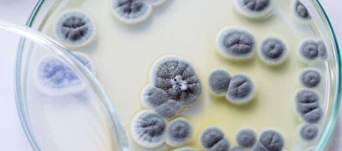 Petri dish of penicillin