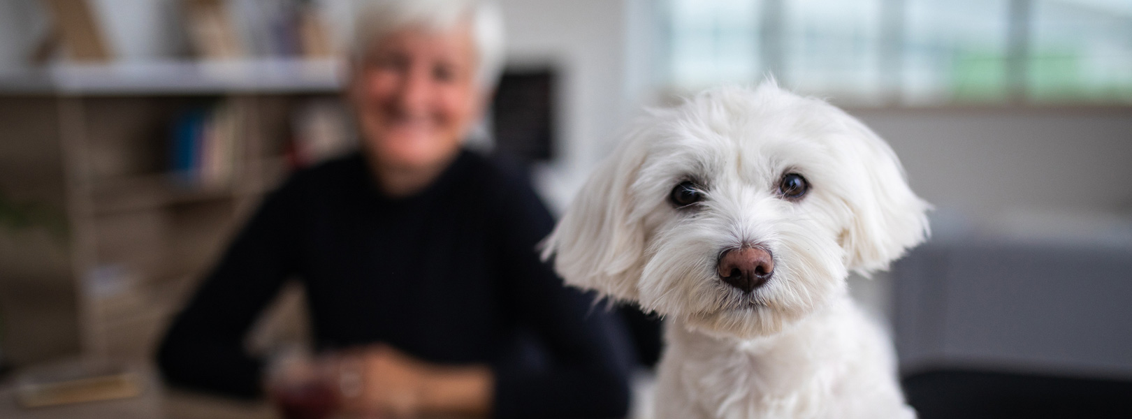 A white fluffy dog looking into the camera