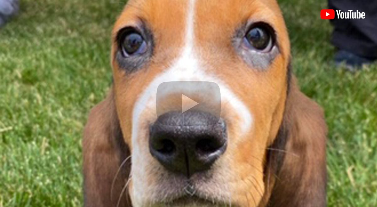 Close-up of a beagle is the intro to a YouTube video