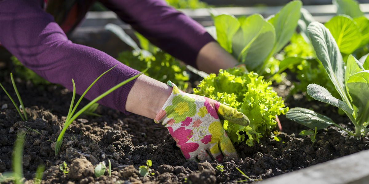 Close up of women digging in her garden