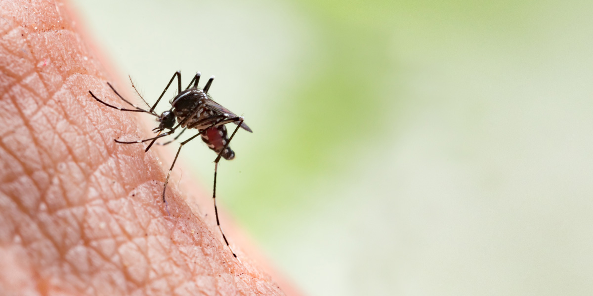 Close-up of a mosquito on skin