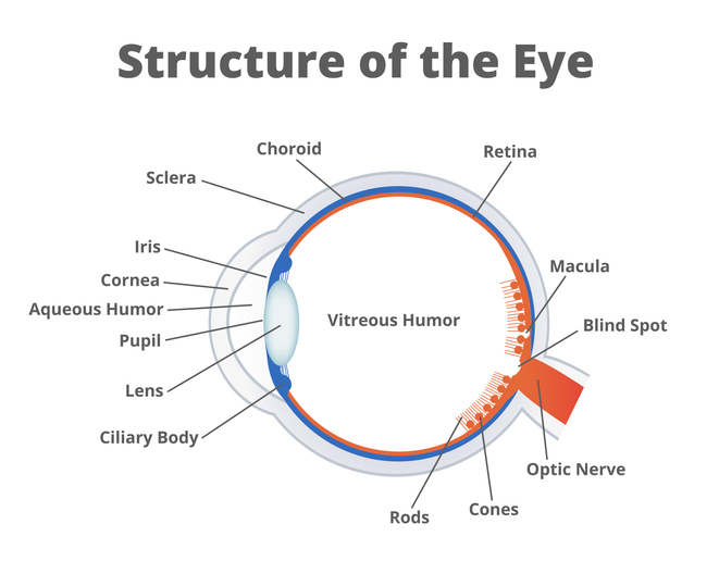 Illustration showing the structure of the eye