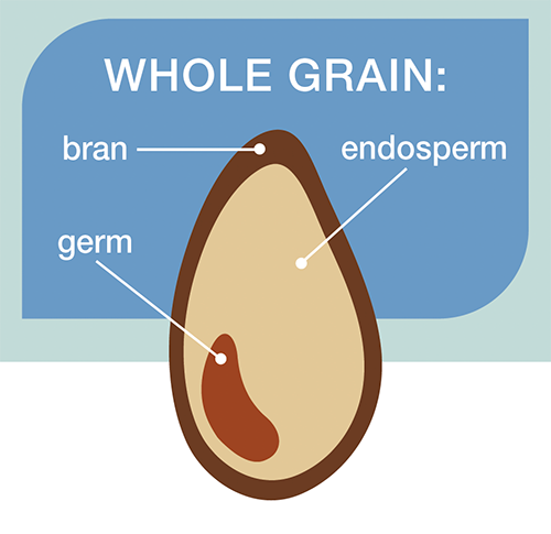 Illustration of the anatomy of a whole grain. The bran, endosprerm, and germ.