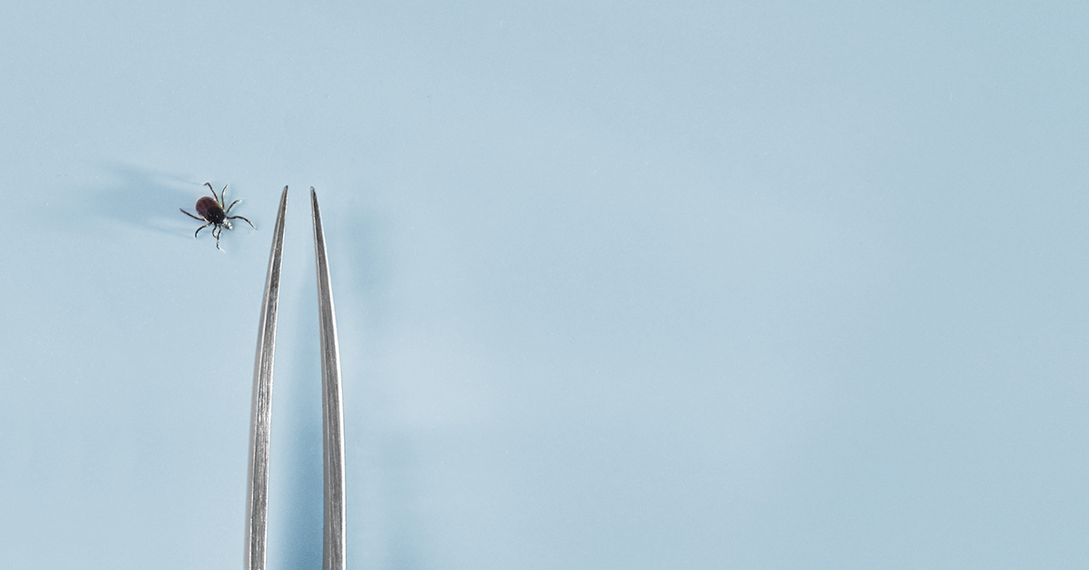 Close-up of a tick and a tweezers on blue background