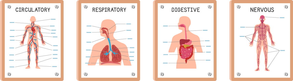 Illustration of four
 systems, circulatory, respiratory, digestive and nervous.