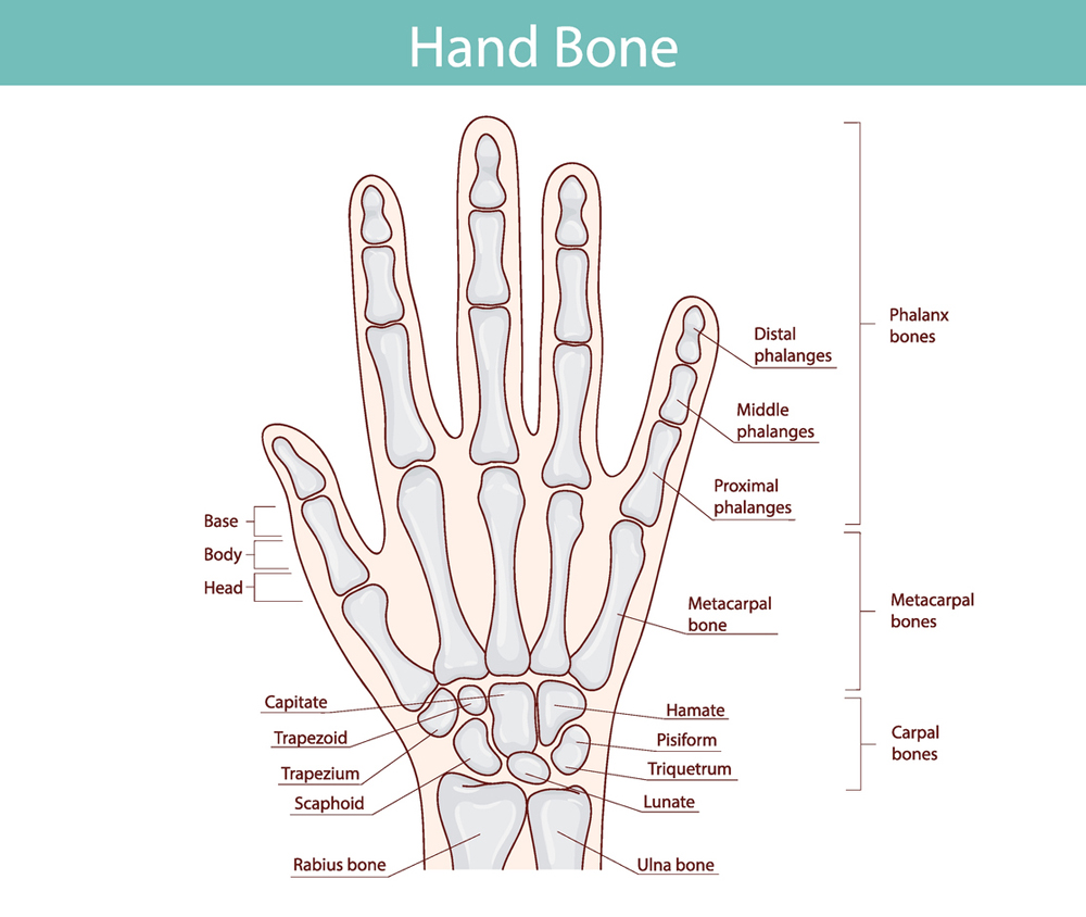 medical illustration of all 27 bones in the hand's anatomy